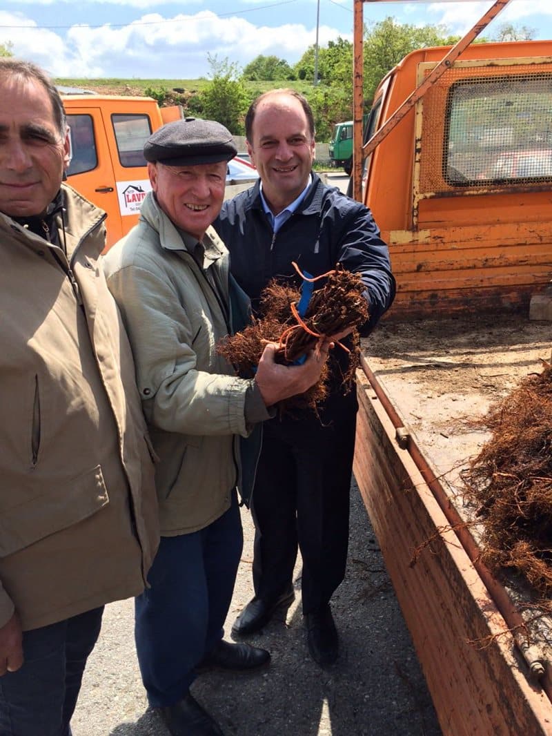 Nastavlja se sa subvencioniranjem  farmera  Opštine Kačanik sadnicama maline