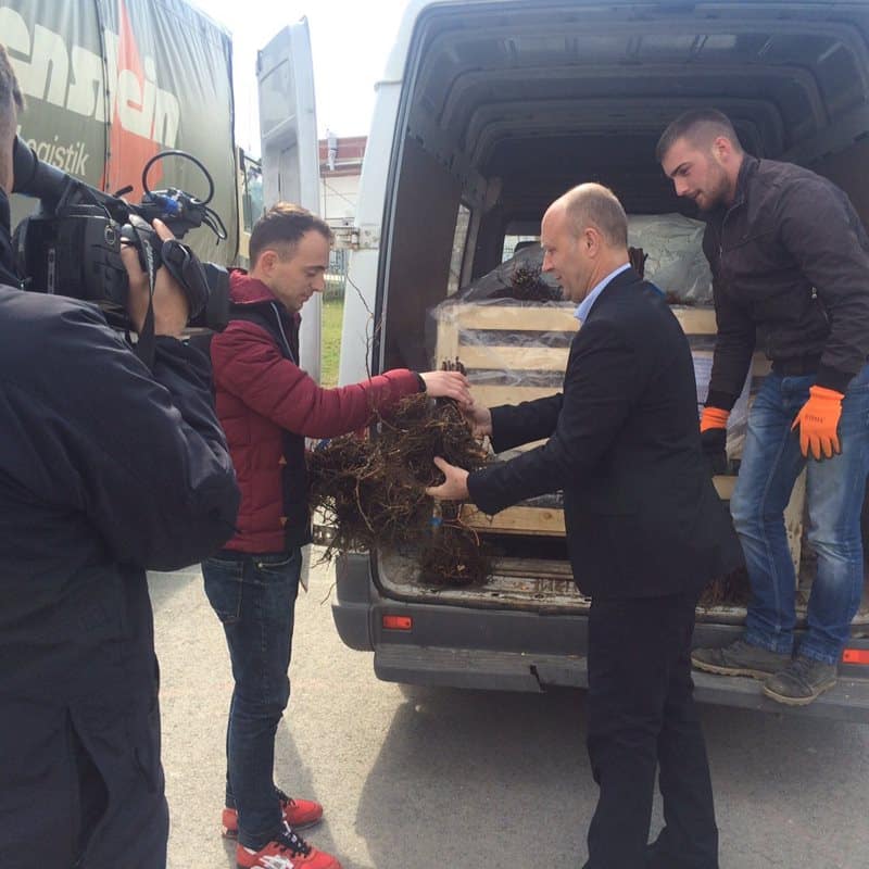 Nastavlja se subvencioniranje farmera Opštine Kačanik  malinskim sadnicama